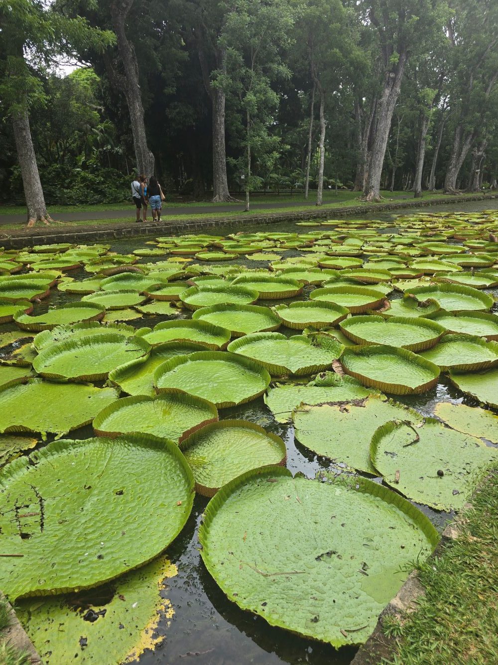 Ako ne izađete iz rizorta, na Mauricijusu propuštate fenomenalnu prirodu... Foto: Marina Kotevski Mandić, privatna arhiva