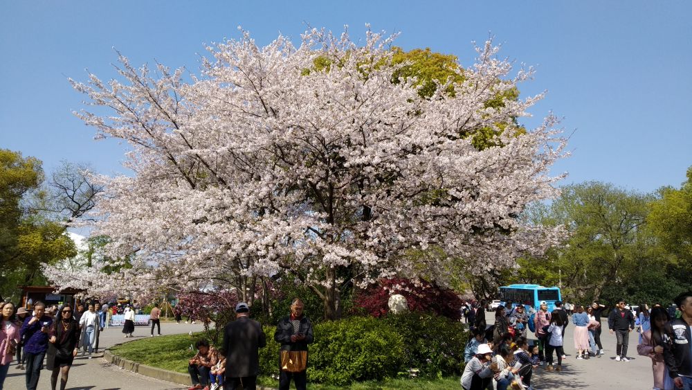 Nije Kjoto u Japanu jedino mesto na svetu koje je poznato po festivalu Cvetanja trešnje... Foto: Vladimir Tasić, privatna arhiva